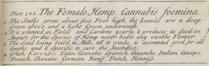 1739-a-curious-herbal-Cannabis-foemina2
