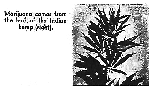 marijuana-from-indian-hemp-macleans